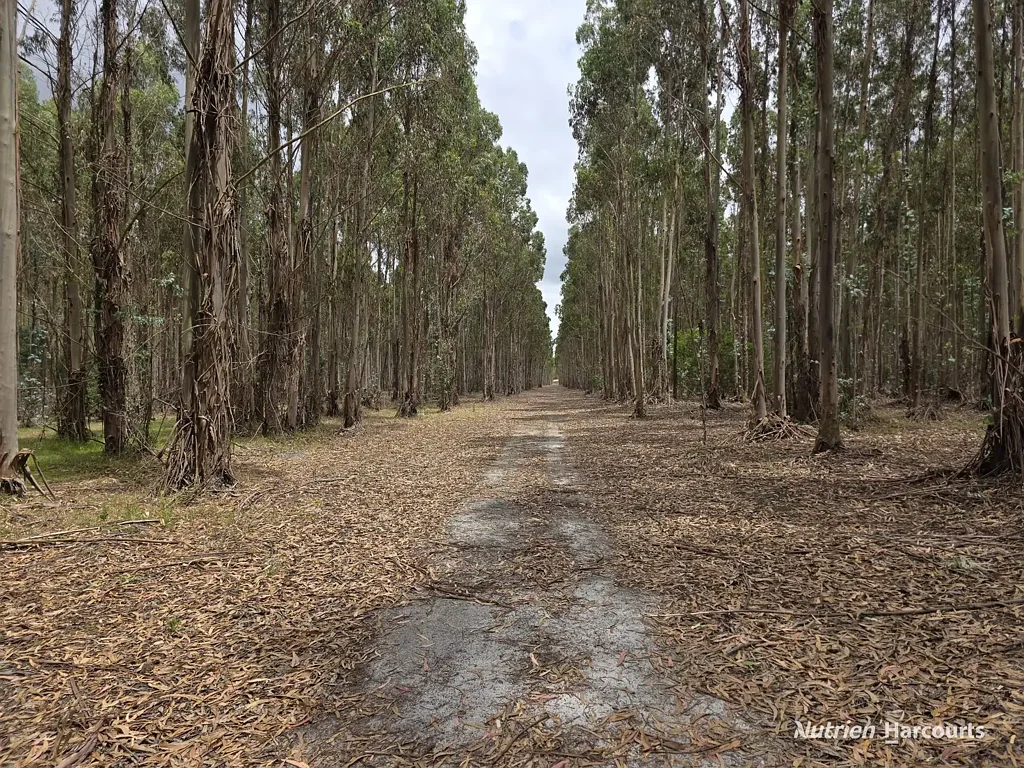 Palmdale  "Bramwell"