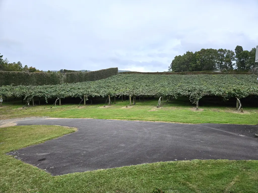 Te Puke Te Puke kiwifruit lifestyle