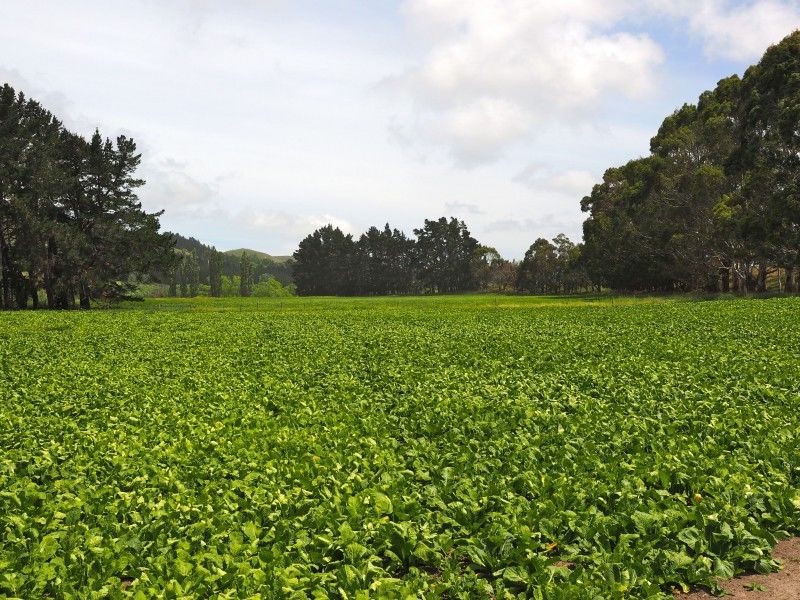 Blythe Road, Domett, Hurunui, 0 Bedrooms, 1 Bathrooms