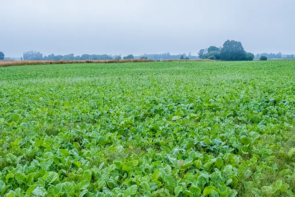 Pleasant Point First Farm or Additional Land - 78 Hectares
