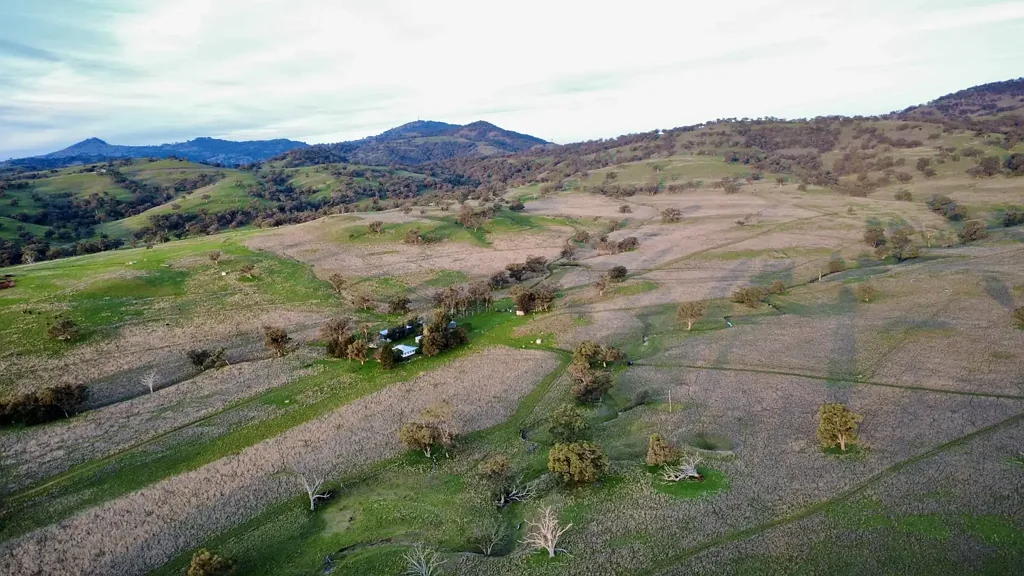 Willow Tree  "Avoca" Productive Liverpool Plains Grazing Opportunity