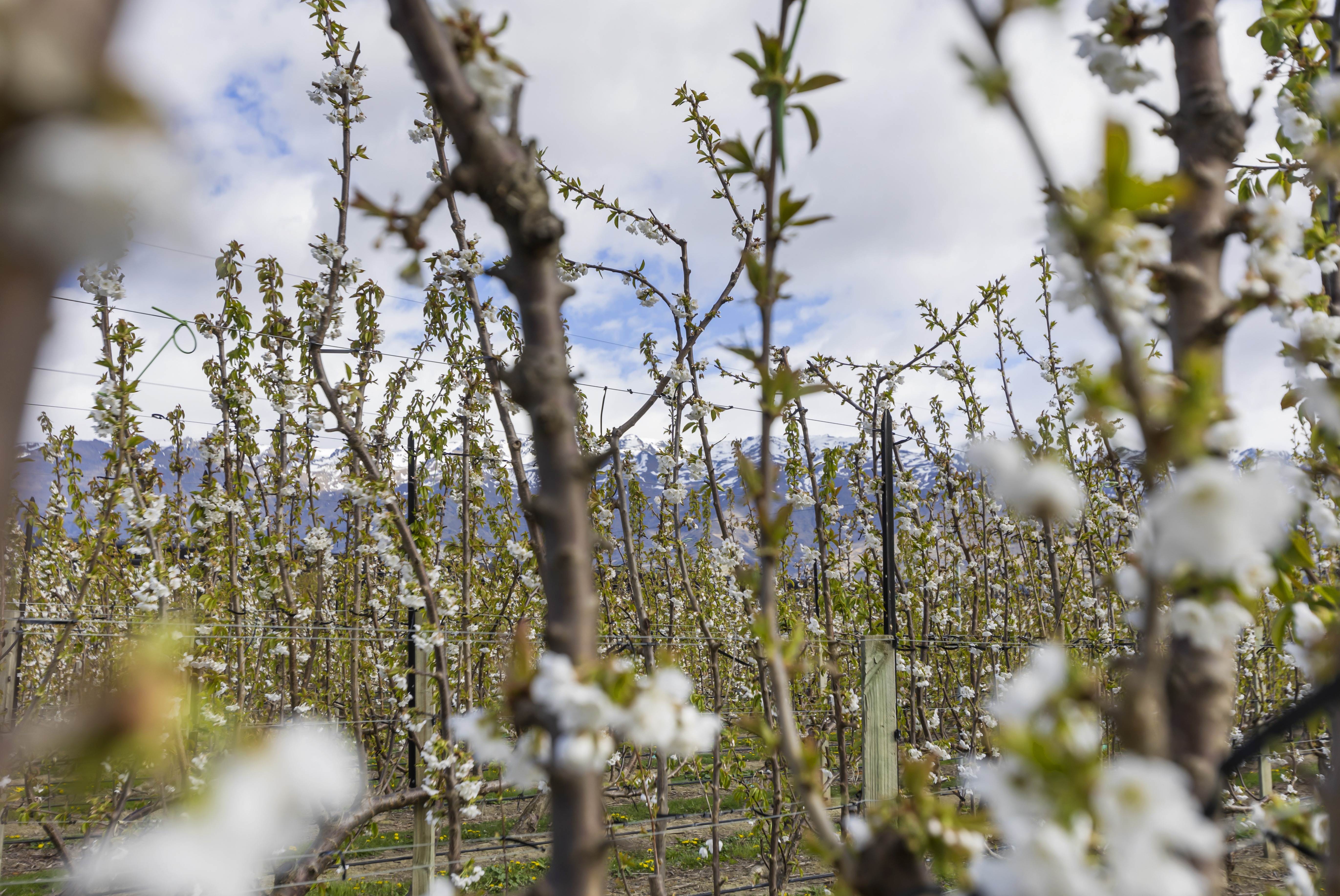 Luggate-Cromwell Road, Cromwell, Otago, 0 침실, 1 욕실, Horticulture