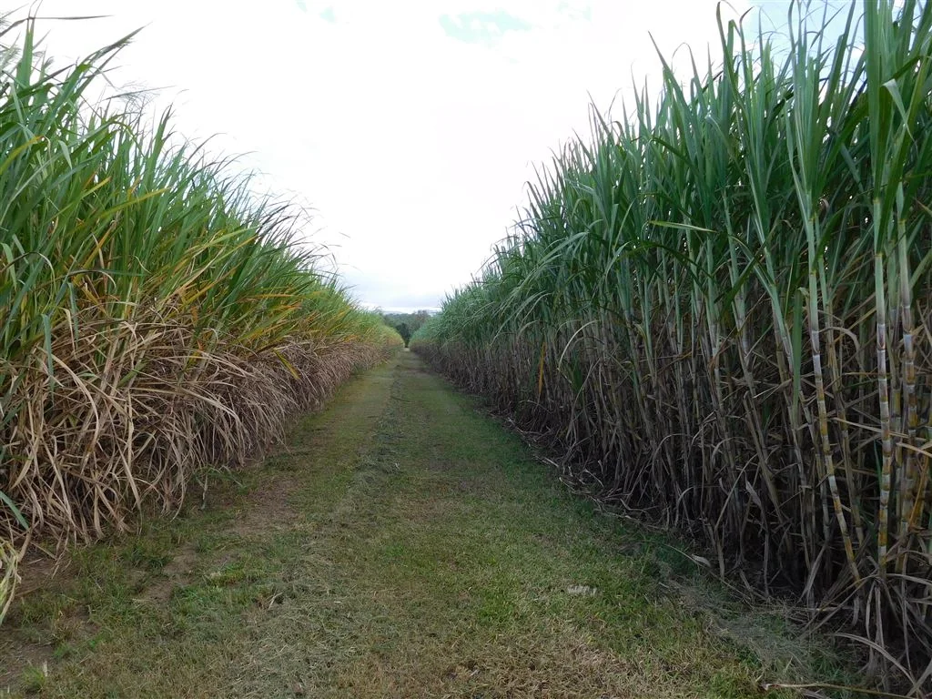 Bloomsbury  Bloomsbury Canefarm - Cane, Irrigation, Grazing, Lifestyle