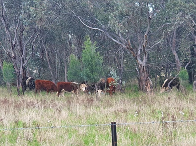 Address Withheld, Bodangora, NSW 2820, 0 Bedrooms, 1 Bathrooms, Lifestyle Property