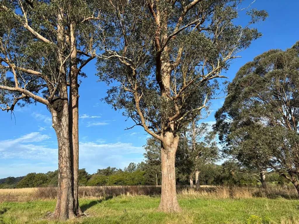 119 Briton Court Road, Stroud, NSW 2425