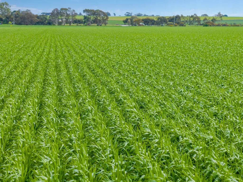 Shea-Oak Log Prime Cropping Land with Strategic Location on the Sturt Highway