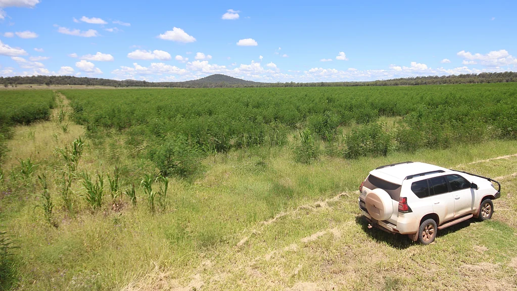 Eidsvold 100% Water & 100% Allocation Always - Quality irrigated & dryland grazing with Leucaena