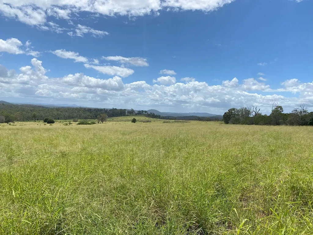 Monto 'Sunrise' - Backgrounding Bonanza - Great Value Scrub Grazing