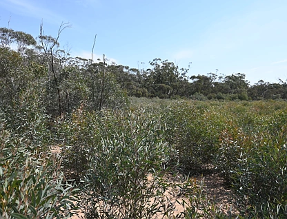 LOT 17/A KURTING KINGOWER ROAD, Kingower, Bendigo, 0 कमरे, 0 बाथरूम, Lifestyle Property
