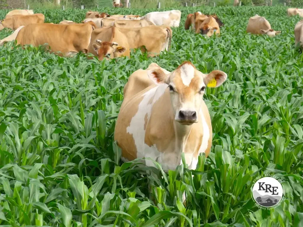 Kyogle HIGHLY PRODUCTIVE PROPERTY WITH WATER SECURITY