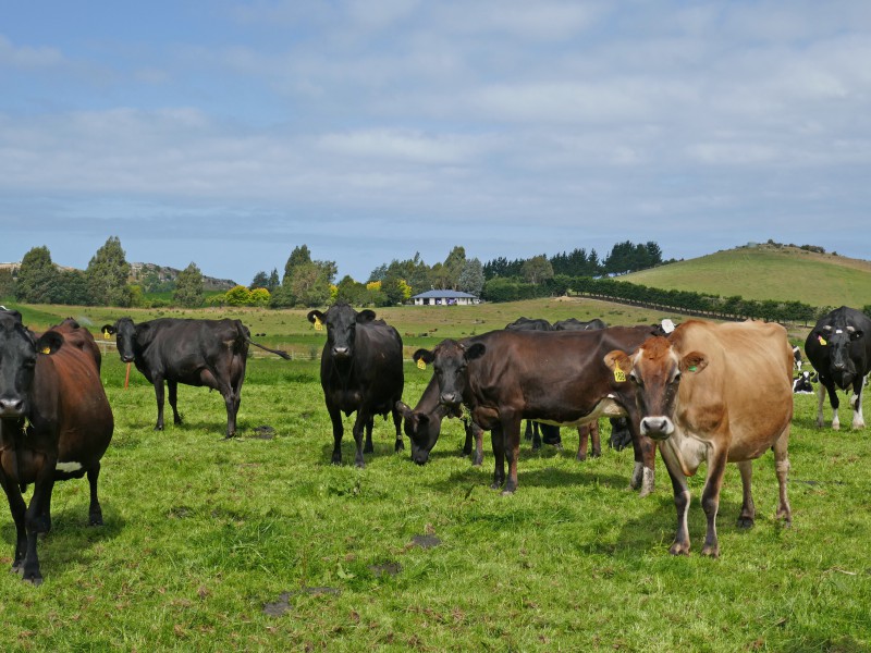 313 Springfield Road, Totara, Waitaki, 0 chambres, 0 salles de bain