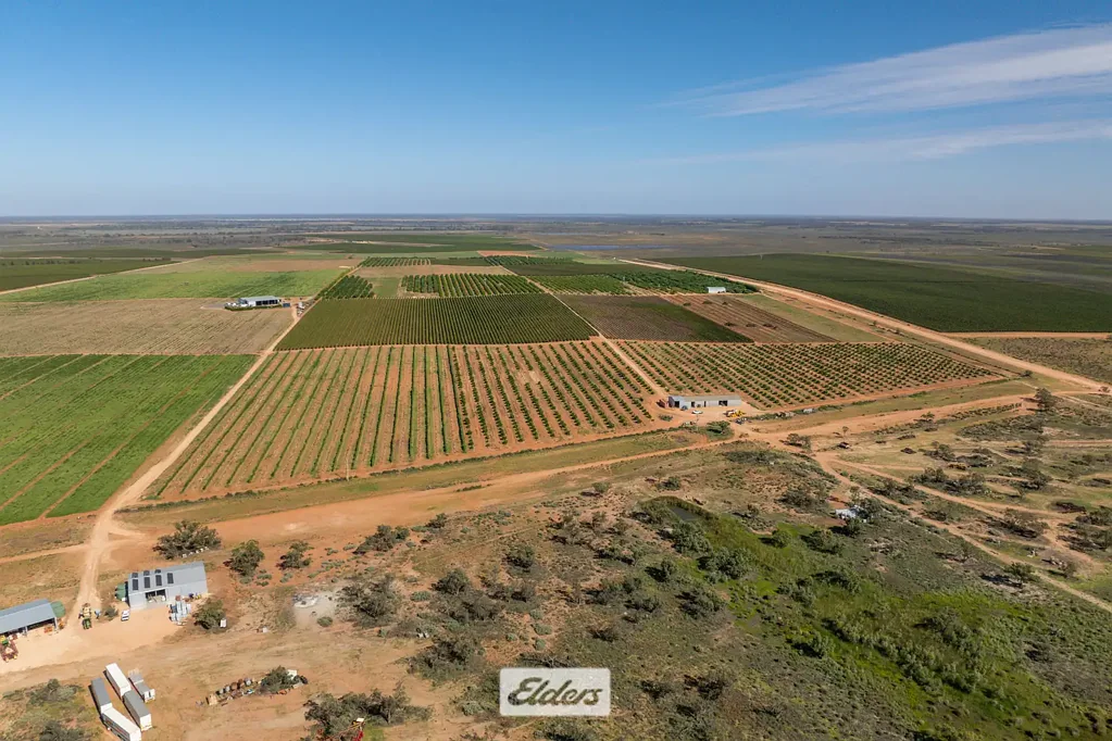 Wentworth  'Neilpo Heights' – Premium Horticultural Holding
