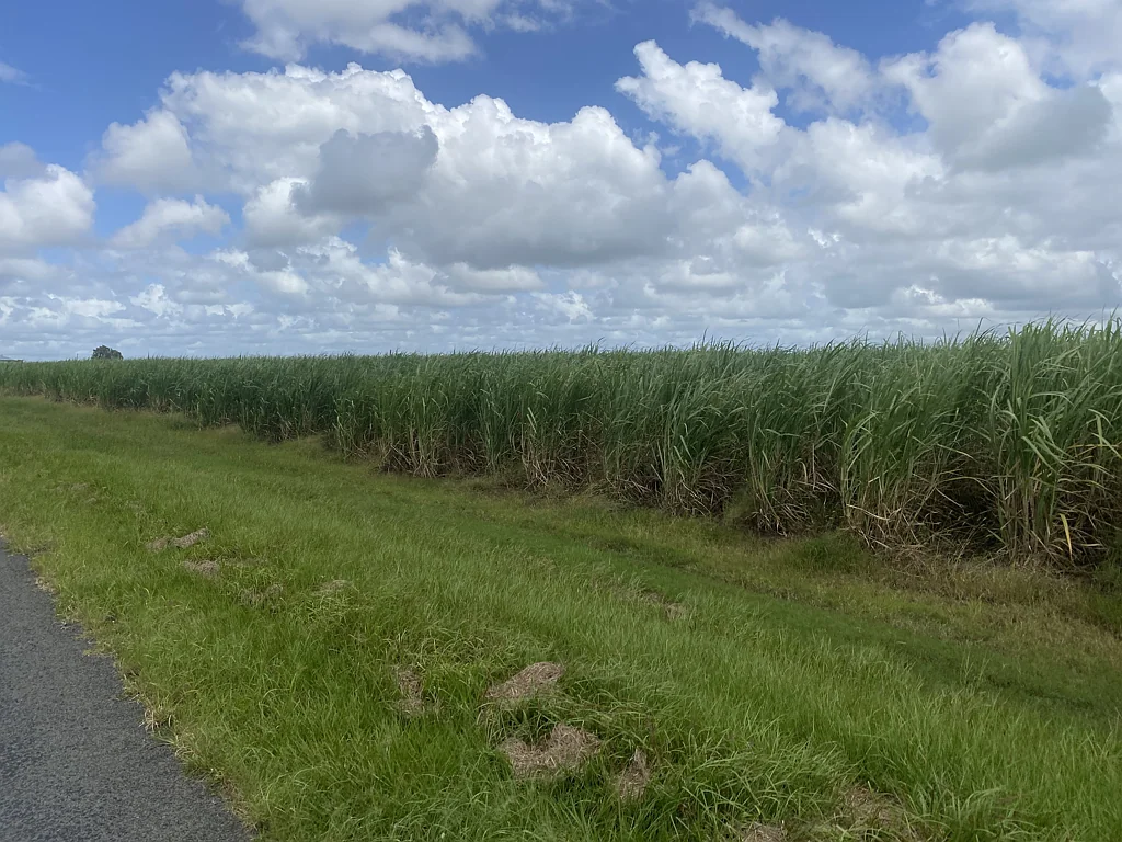 Welcome Creek  Cane or Maccas 97 Acres Sandy Loam