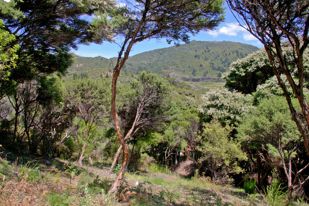 Hauraki Gulf Islands