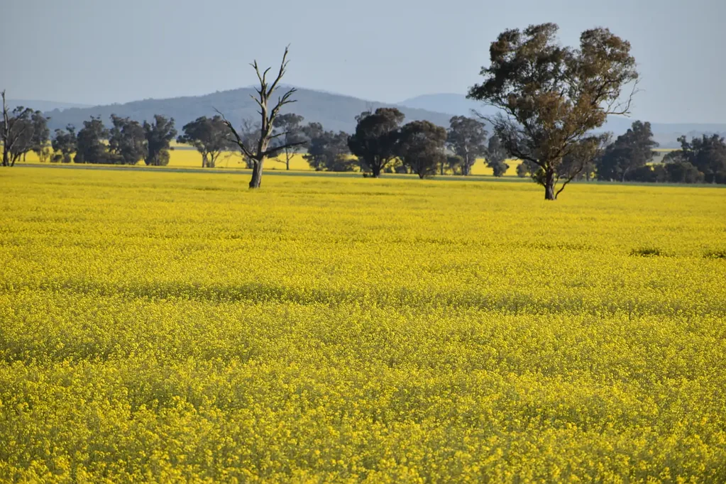 Forbes "Oomaville"  (274.4Ha) 678 ac, 
3497 Henry Lawson Way, Forbes
