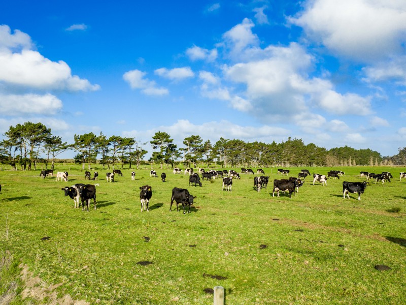 2611 Pouto Road, Te Kopuru, Kaipara, 4 Kuwarto, 0 Banyo