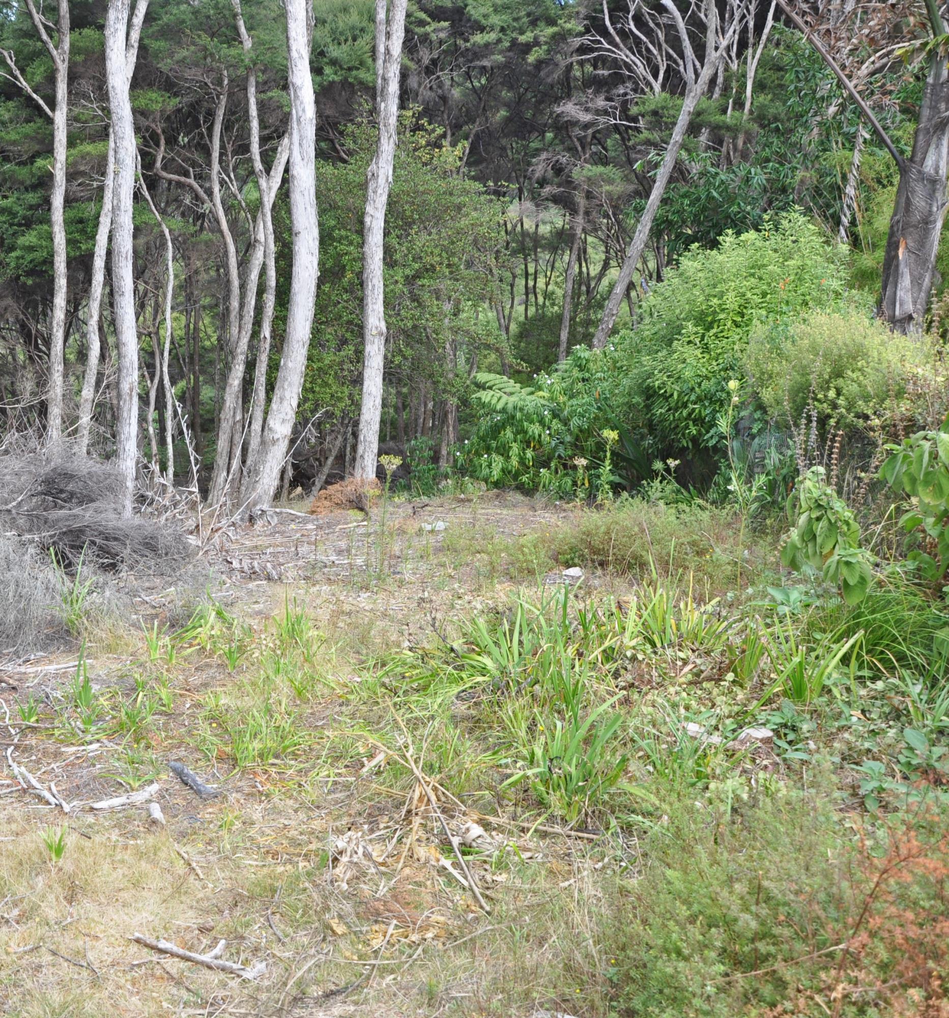 6 Lavinia Place, Kawau Island, Auckland - Rodney, 0 Schlafzimmer, 0 Badezimmer