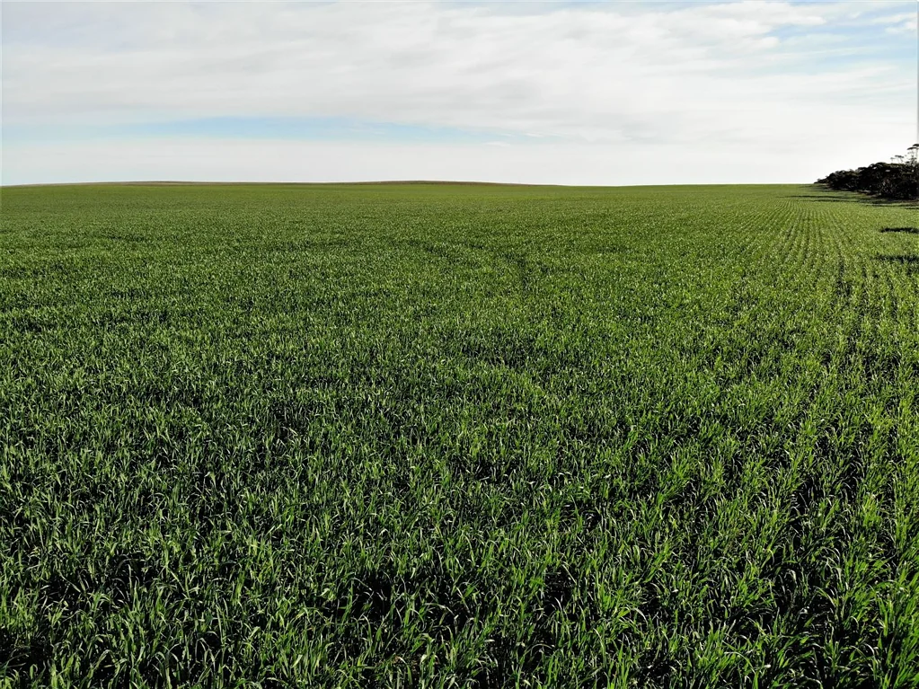 Murrayville Murrayville South Cropping & Grazing Enterprise