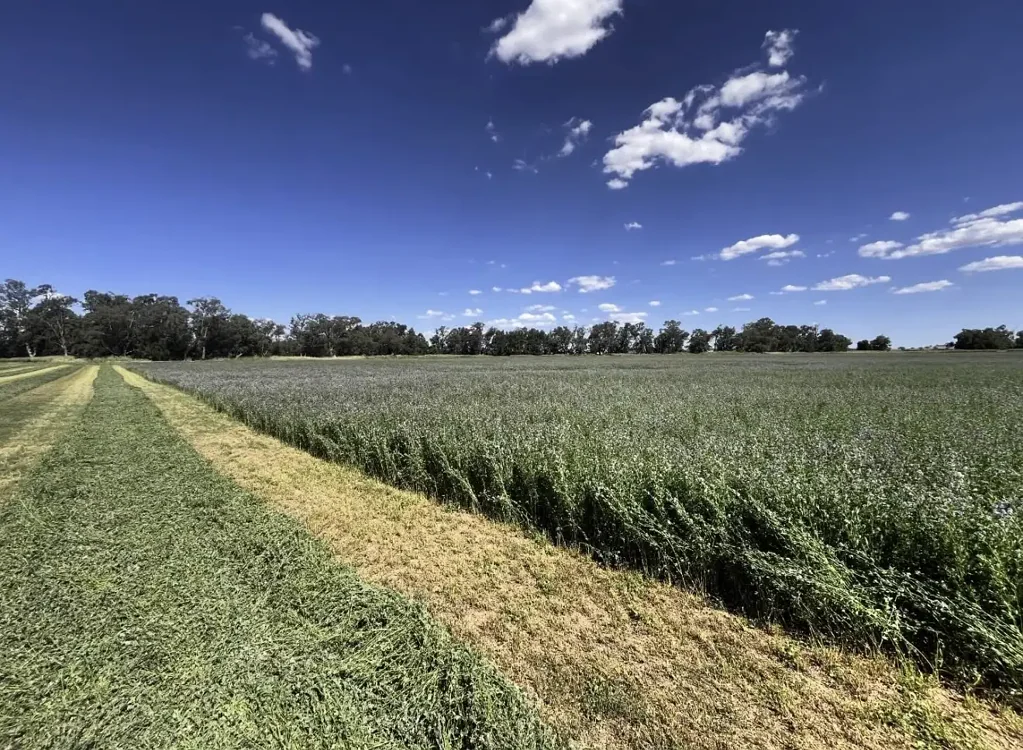 Canowindra Fantastic Fodder & Finishing Country on the River 70 km to Orange