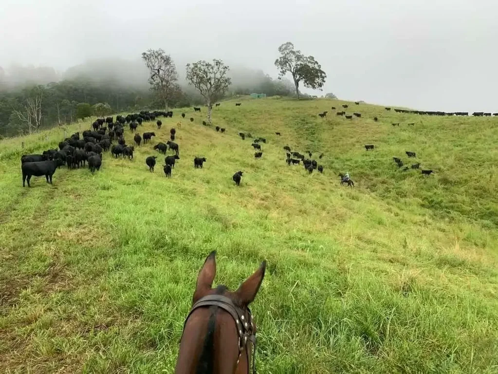 Kyogle BE THE FUTURE NOW. OFF GRID. 500ha, 2 HOMES, 5 TITLES - Conservation Farming Carbon Trading - WHERE EVERYONE WANTS TO LIVE – NORTHERN NSW near Kyogle