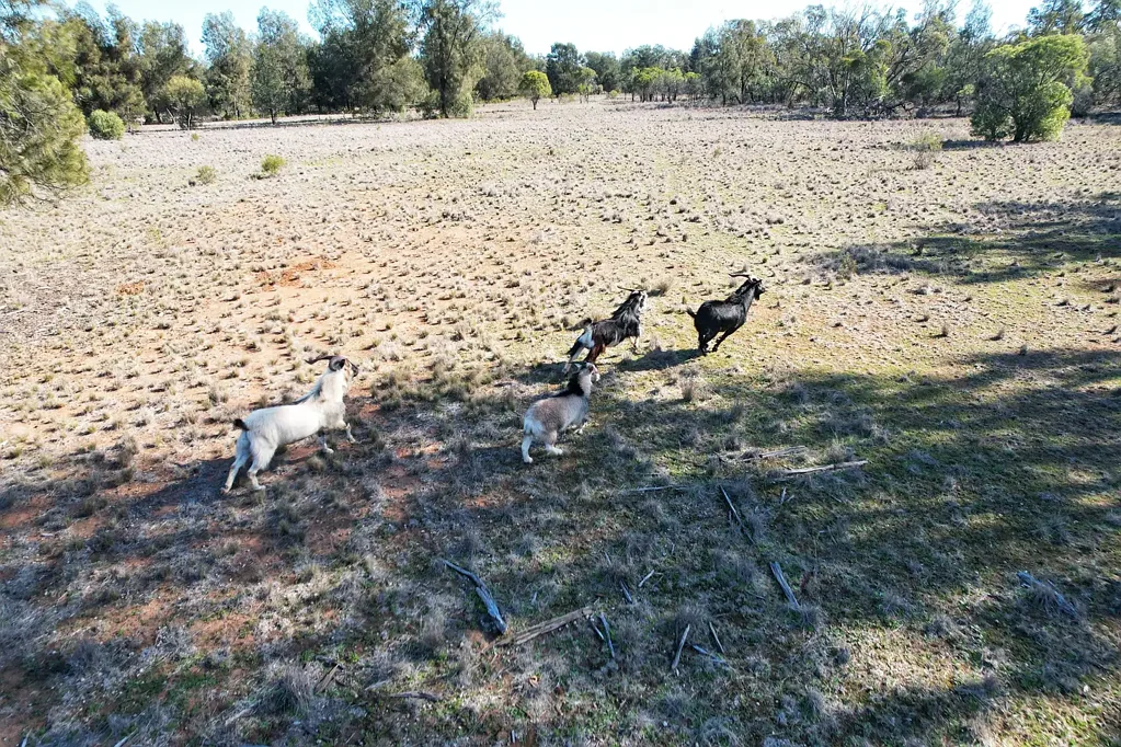Tottenham Lifestyle & Hunting with Income Potential!