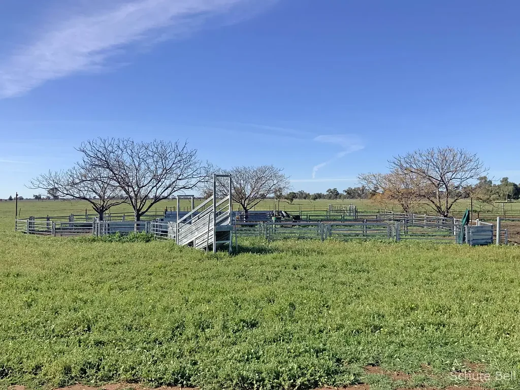 Dandaloo Grazing Plus