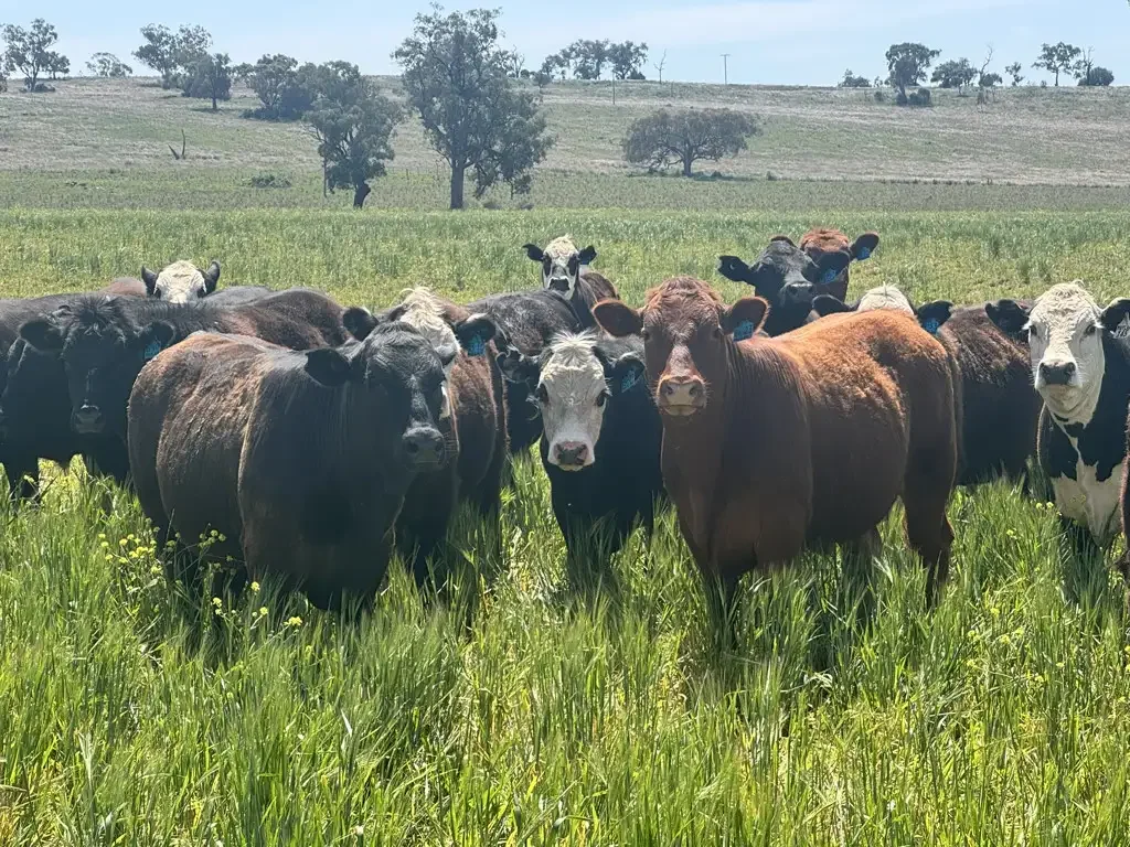 Gunnedah "Kanowna" Productive, Proven & For Genuine Sale