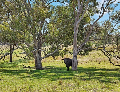 L123 New England Highway, Crows Nest, Darling Downs, 0房, 0浴, Section