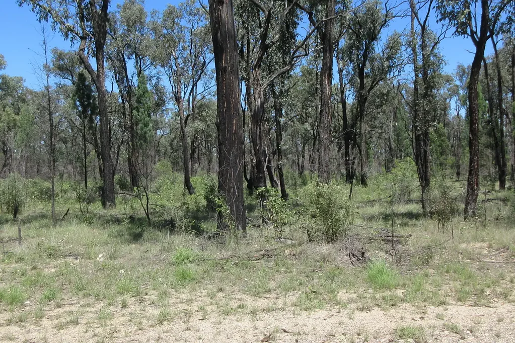 Tara  416 Acres available to fluff around on!