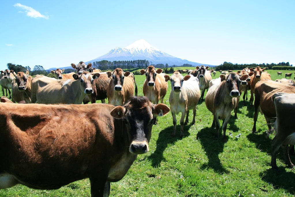 Stratford Well-presented, efficient 66.20ha dairy unit