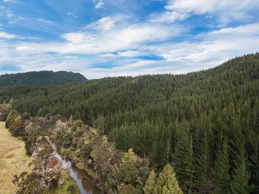 Wellsford Forestry with Huge Upside