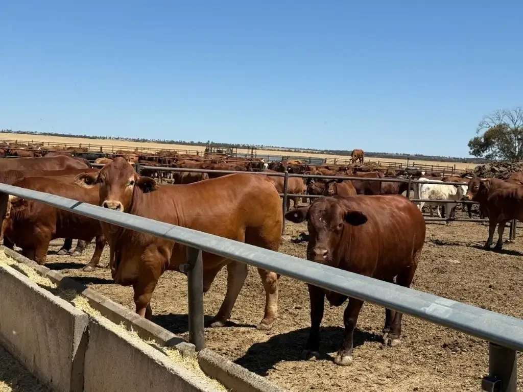 Wiluna  Exceptional pastoral opportunity