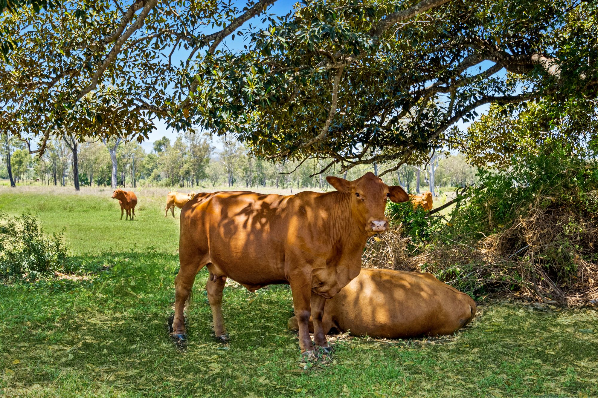 177 MUTDAPILLY DIP RD, MUTDAPILLY QLD 4307, 0 રૂમ, 0 બાથરૂમ, Lifestyle Property