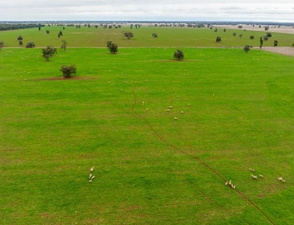 'Starsight', 3074 Grassmere Road, Condobolin, Central Tablelands, 5 ਕਮਰੇ, 2 ਬਾਥਰੂਮ, Lifestyle Property