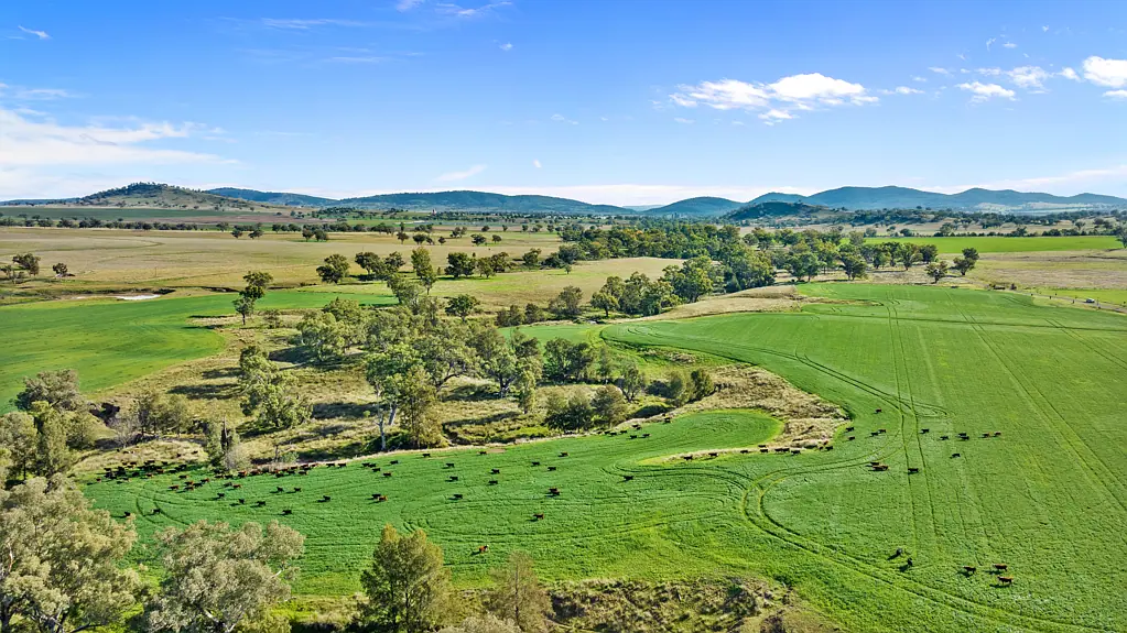 Werris Creek Position, Production, Scale - 2570 Hectares Liverpool Plains, NSW.