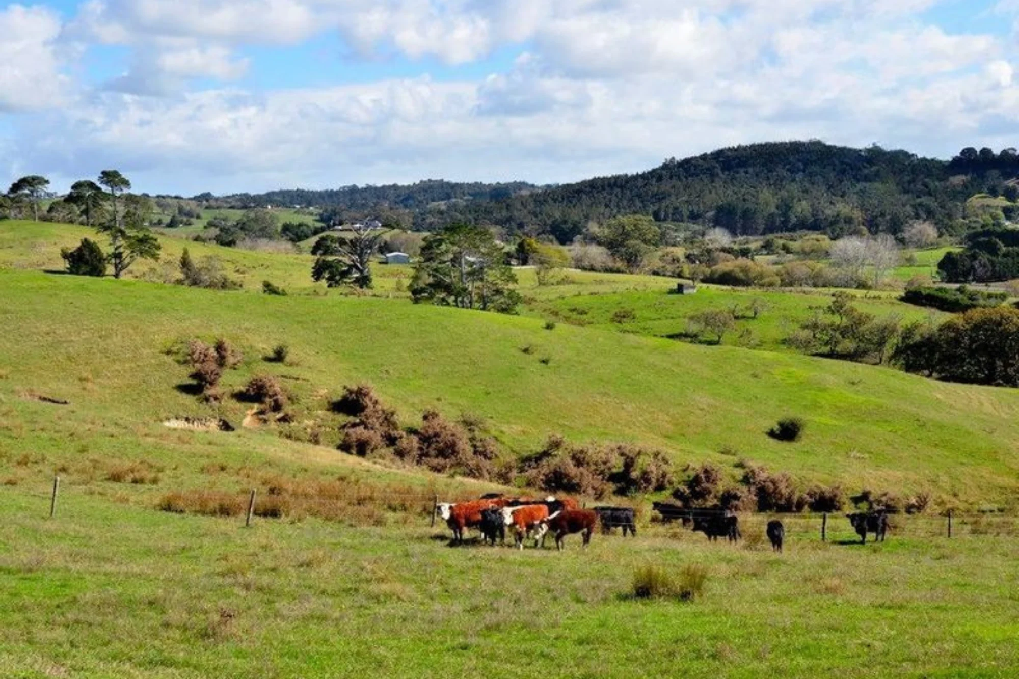 Pine Valley Road, Wainui, Rodney, 3 Schlafzimmer, 1 Badezimmer, Lifestyle Property