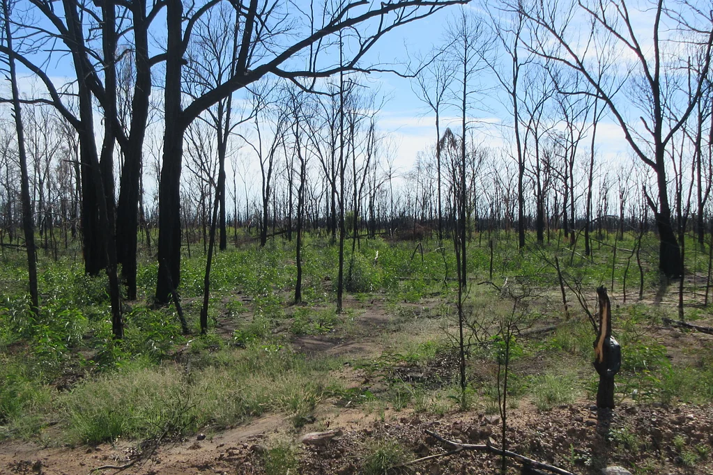 Tara 1203 Acres, YES you read right, 1203 Acres