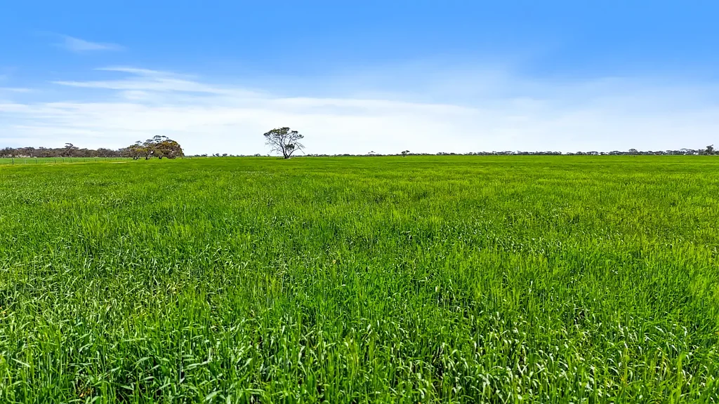 Yumali  'Clovelly' - A well-managed 662ha cropping and grazing opportunity, offered across two titles.