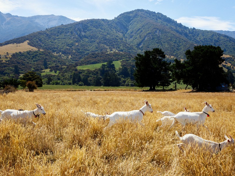 243 Bay Paddock Road, Hapuku, Kaikoura, 0 rūma, 0 rūma horoi