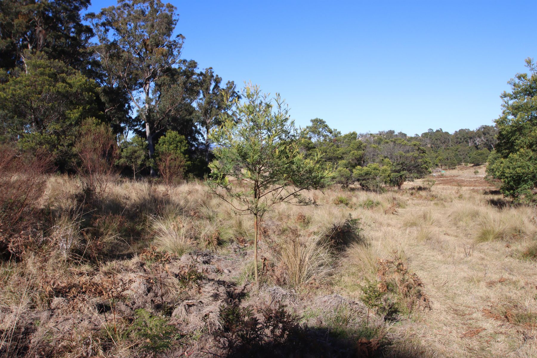 9 MOUNT MCKENZIE LOOKOUT RD, TENTERFIELD NSW 2372, 0 રૂમ, 0 બાથરૂમ, Section