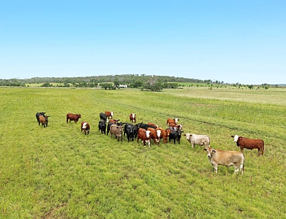 "Bellendaine" 340 Linthorpe Road, Linthorpe, Darling Downs, 4 phòng ngủ, 2 phòng tắm, Lifestyle Property