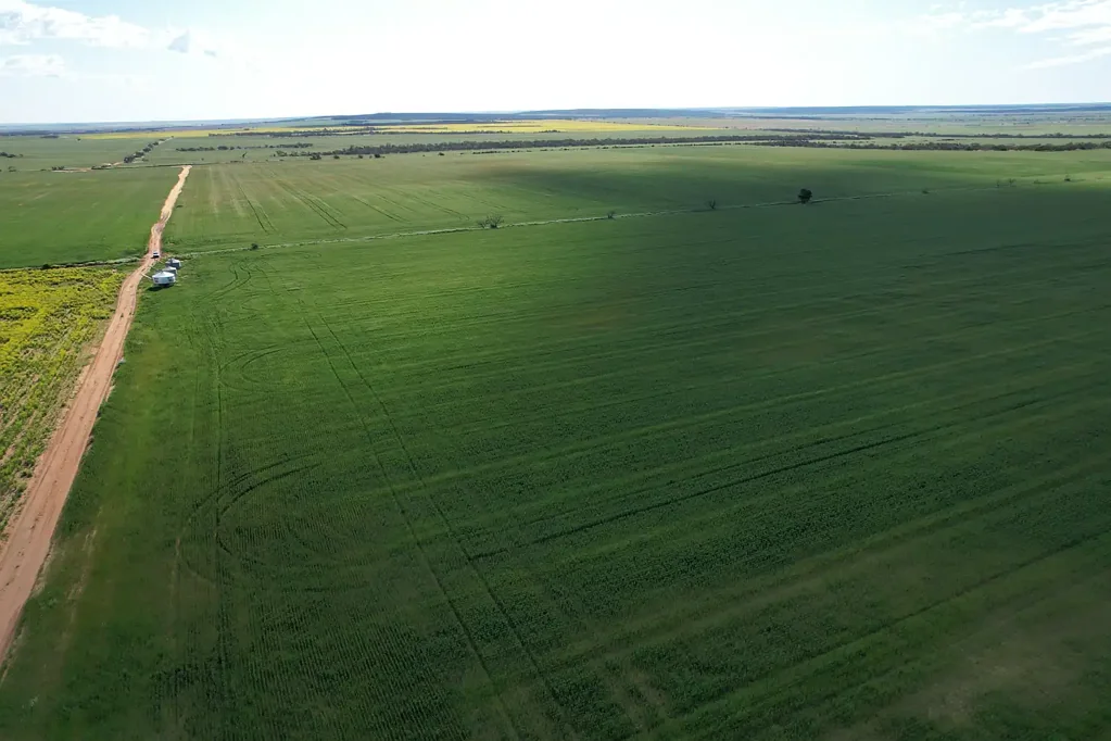 Mullewa Tenindewa, Mullewa