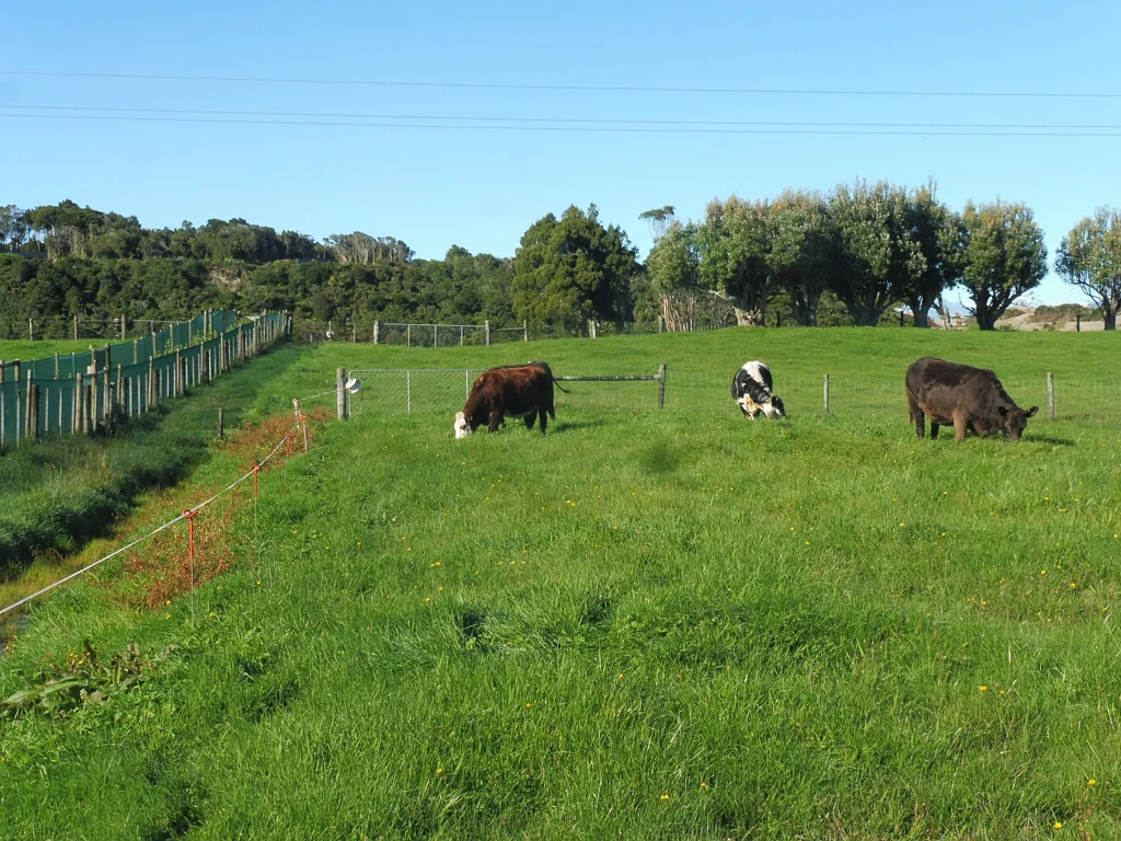 Hokitika West Coast Potential - Build a Dream.