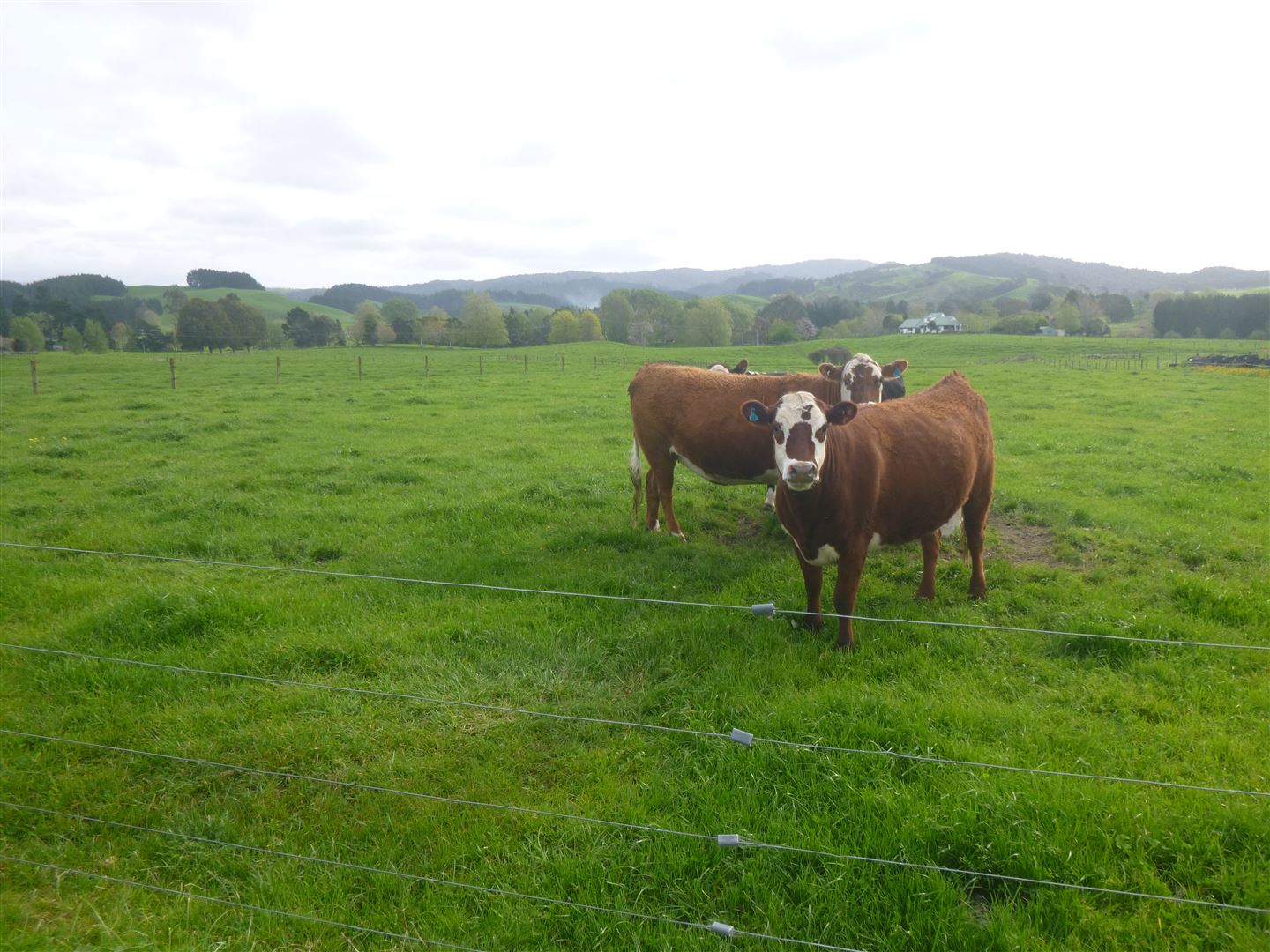 Old Tauranga Road, Waihi, Hauraki, 0 침실, 1 욕실