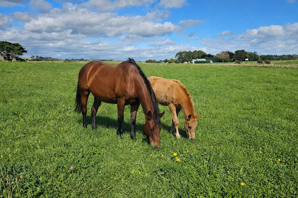 Pahiatua Escape to the country