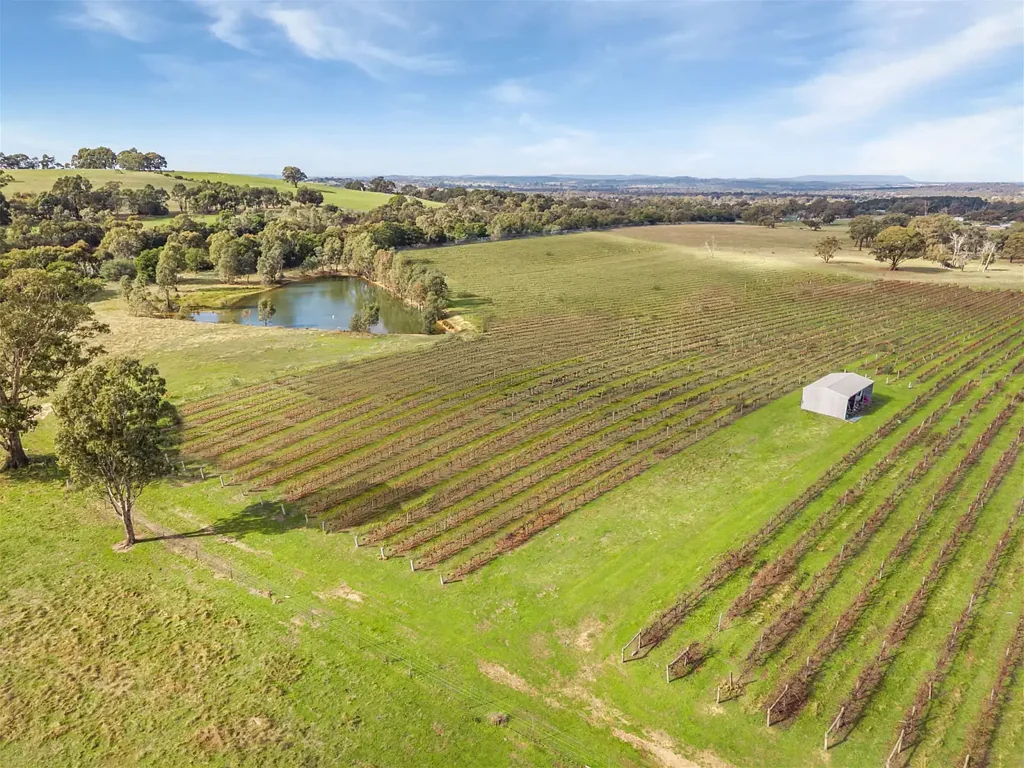 Faraday Vineyard, with room to grow.