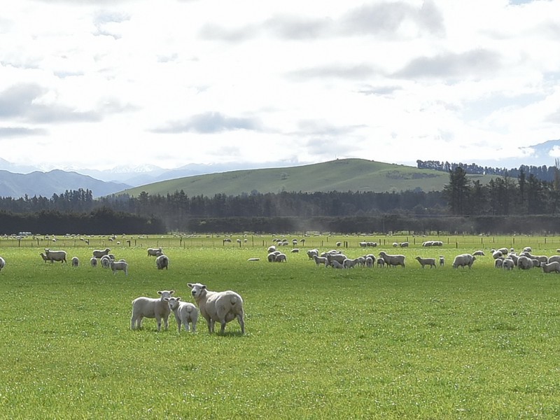 Bentleys Road, Hawarden, Hurunui, 0 Kuwarto, 1 Banyo