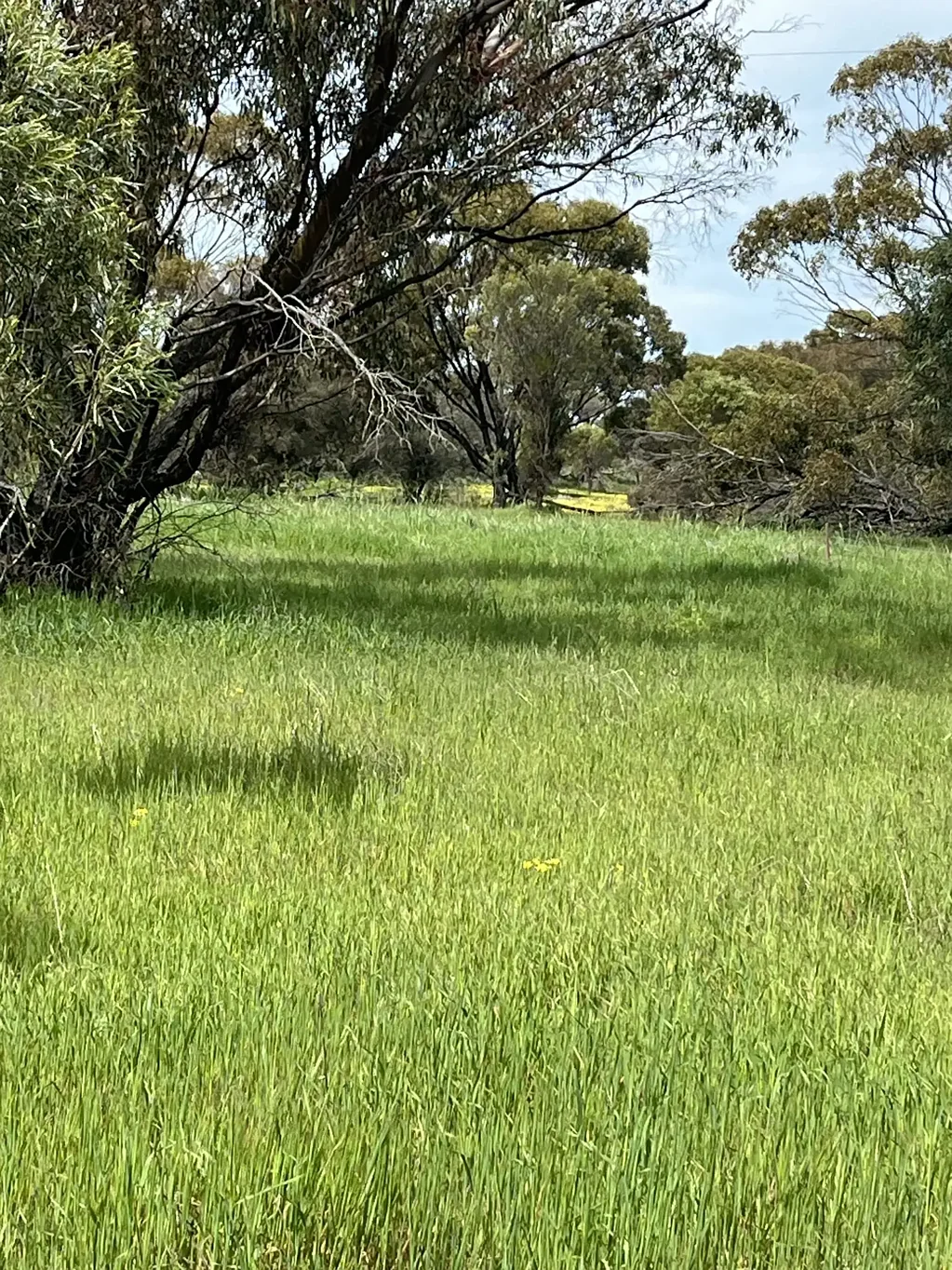 Lot 14438 & 14439 Yarramony Road, Jennacubbine, WA 6401