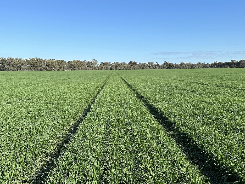 Yerong Creek Yerong Creek Cropping & Grazing - Early Access Available.