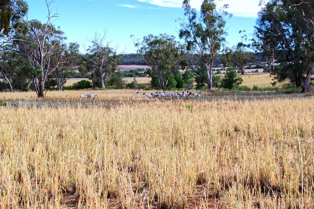 Narrabri Entry Level Grazing Property With Lifestyle Potential